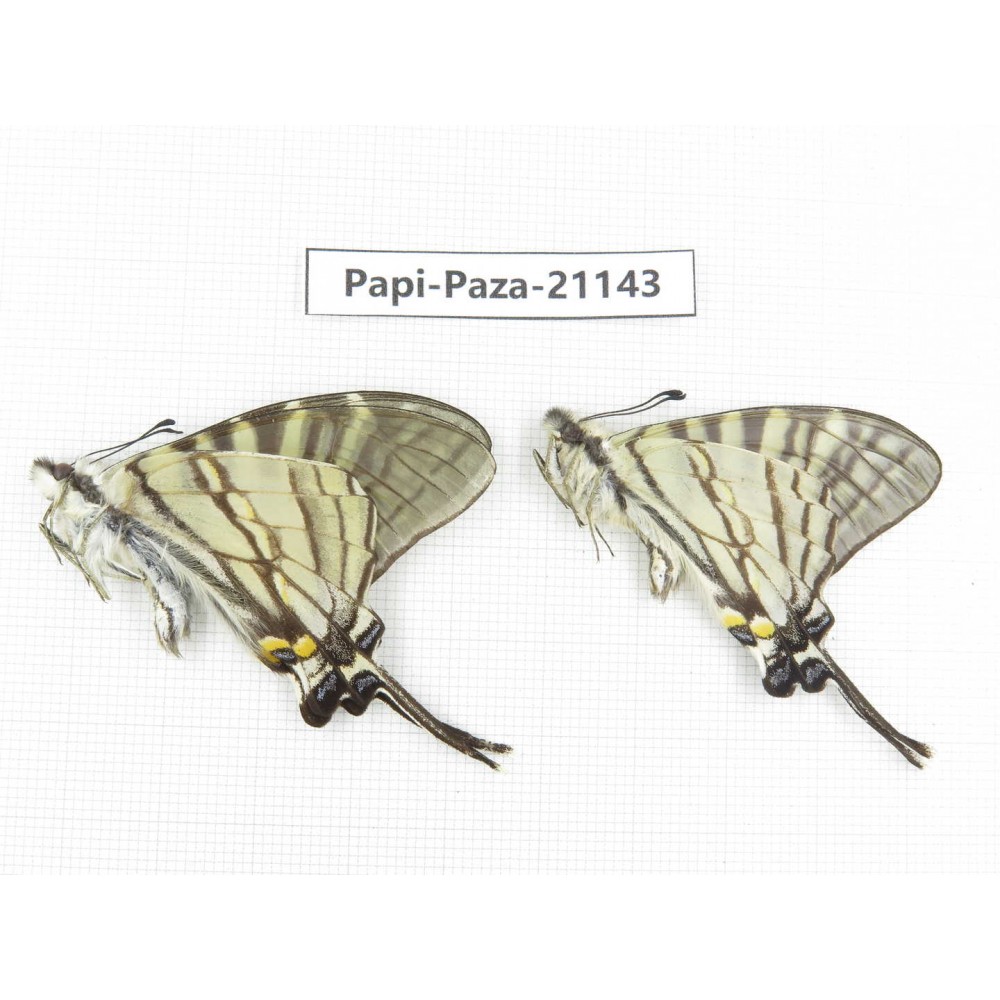 Pazala eurous ssp. China, Sichuan, Yajiang county. 2M. Papi-Paza-21143.