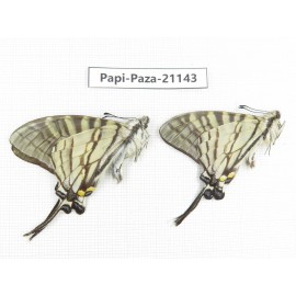 Pazala eurous ssp. China, Sichuan, Yajiang county. 2M. Papi-Paza-21143.