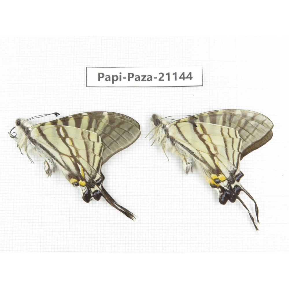 Pazala eurous ssp. China, Sichuan, Yajiang county. 2M. Papi-Paza-21144.