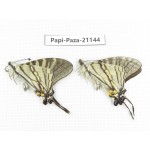 Pazala eurous ssp. China, Sichuan, Yajiang county. 2M. Papi-Paza-21144.