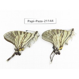 Pazala eurous ssp. China, Sichuan, Yajiang county. 2M. Papi-Paza-21144.