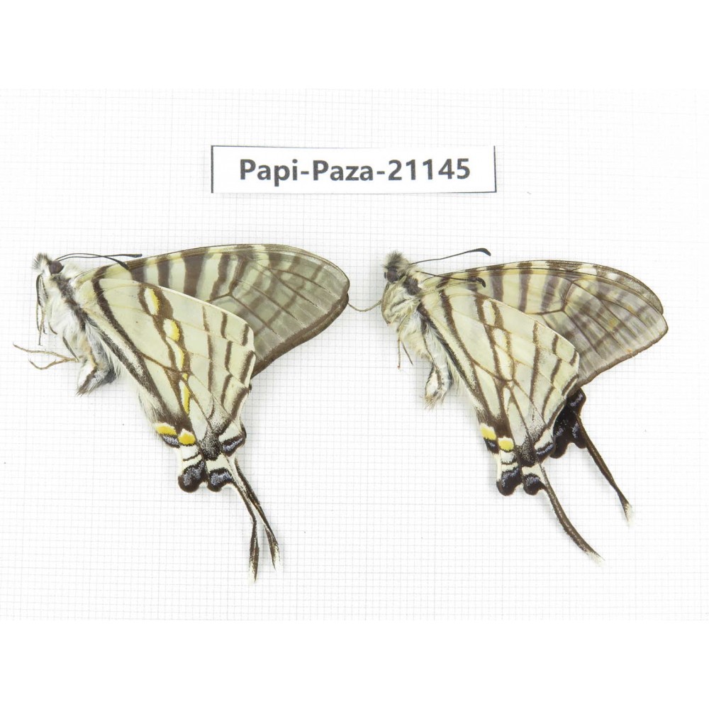 Pazala eurous ssp. China, Sichuan, Yajiang county. 2M. Papi-Paza-21145.