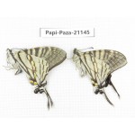 Pazala eurous ssp. China, Sichuan, Yajiang county. 2M. Papi-Paza-21145.