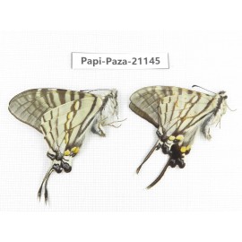 Pazala eurous ssp. China, Sichuan, Yajiang county. 2M. Papi-Paza-21145.
