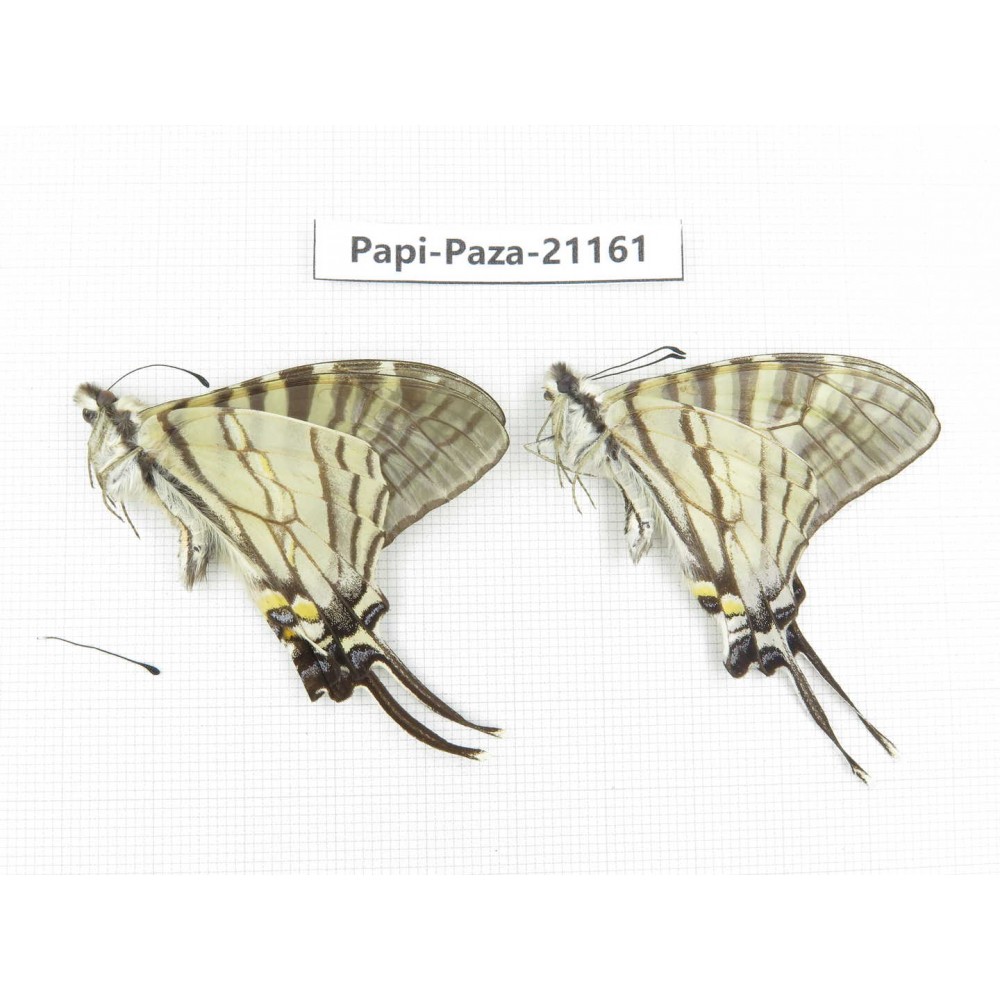 Pazala eurous ssp. China, Sichuan, Yajiang county. 2M. Papi-Paza-21161.