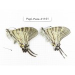 Pazala eurous ssp. China, Sichuan, Yajiang county. 2M. Papi-Paza-21161.