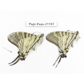 Pazala eurous ssp. China, Sichuan, Yajiang county. 2M. Papi-Paza-21161.