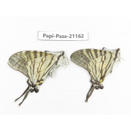 Pazala eurous ssp. China, Sichuan, Yajiang county. 2M. Papi-Paza-21162.