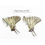 Pazala eurous ssp. China, Sichuan, Yajiang county. 2M. Papi-Paza-21163.