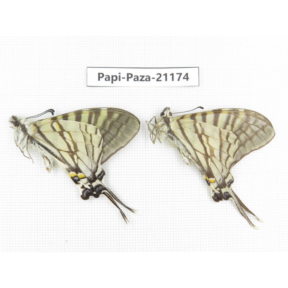 Pazala eurous ssp. China, Sichuan, Yajiang county. 2M. Papi-Paza-21174.