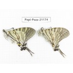 Pazala eurous ssp. China, Sichuan, Yajiang county. 2M. Papi-Paza-21174.