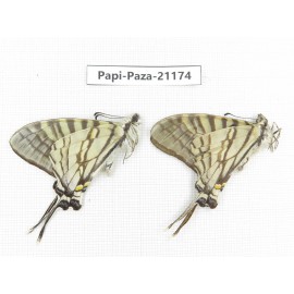 Pazala eurous ssp. China, Sichuan, Yajiang county. 2M. Papi-Paza-21174.