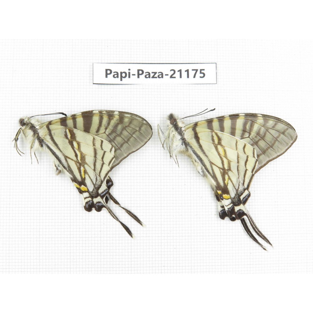 Pazala eurous ssp. China, Sichuan, Yajiang county. 2M. Papi-Paza-21175.
