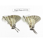 Pazala eurous ssp. China, Sichuan, Yajiang county. 2M. Papi-Paza-21175.