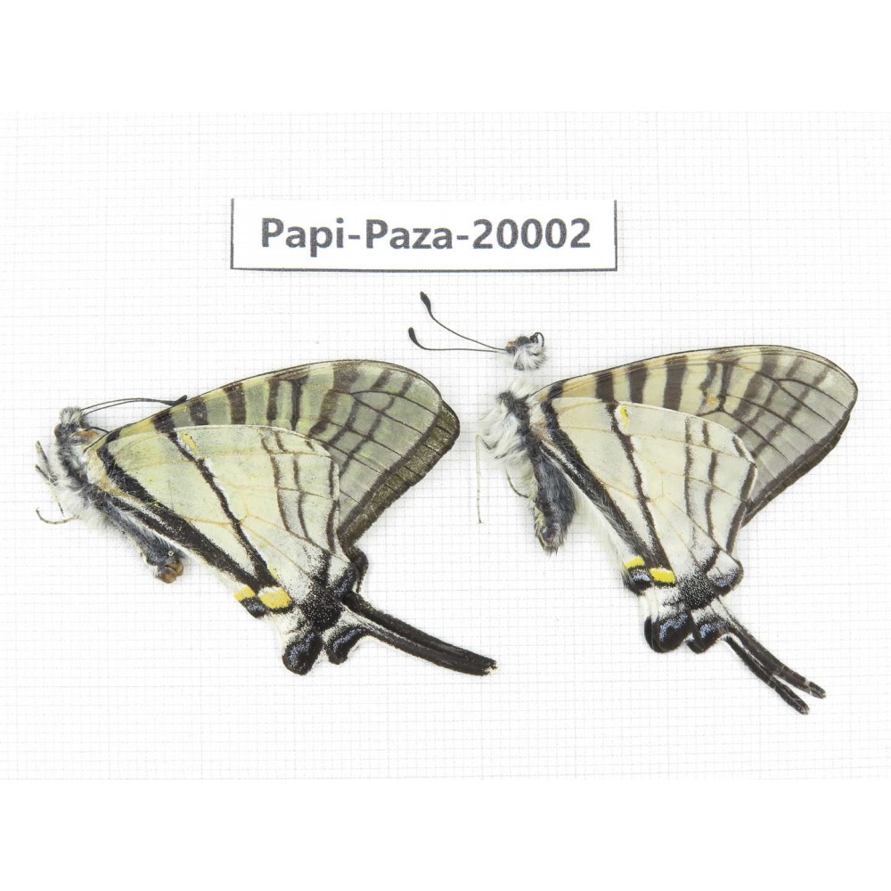 Pazala parus ssp. China, Yunnan, Lijiang, N of Mt. Yunling. 2M. Papi-Paza-20002.