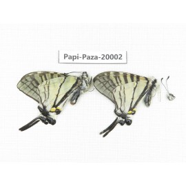 Pazala parus ssp. China, Yunnan, Lijiang, N of Mt. Yunling. 2M. Papi-Paza-20002.