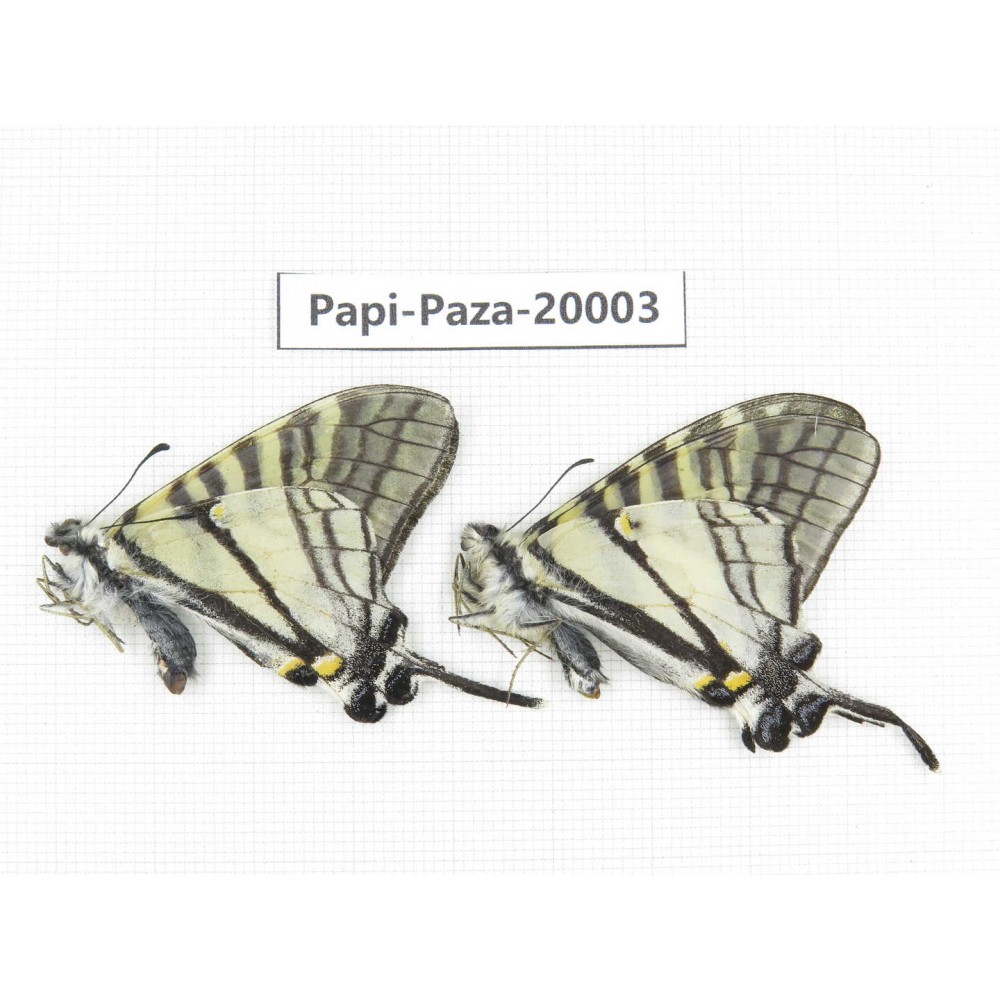 Pazala parus ssp. China, Yunnan, Lijiang, N of Mt. Yunling. 2M. Papi-Paza-20003.