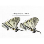 Pazala parus ssp. China, Yunnan, Lijiang, N of Mt. Yunling. 2M. Papi-Paza-20003.