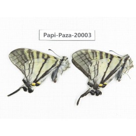 Pazala parus ssp. China, Yunnan, Lijiang, N of Mt. Yunling. 2M. Papi-Paza-20003.
