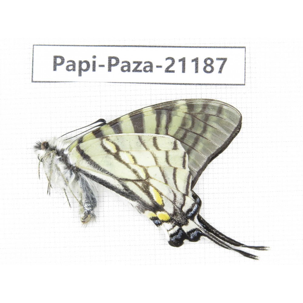 Pazala sp. China, Yunnan, Lijiang, W part of Yulong county. 1M. Papi-Paza-21187.