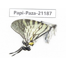 Pazala sp. China, Yunnan, Lijiang, W part of Yulong county. 1M. Papi-Paza-21187.