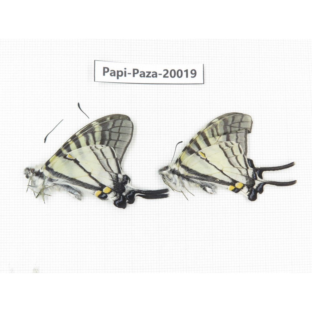 Pazala parus ssp. China, Yunnan, Lijiang, W part of Yulong. 2M. Papi-Paza-20019.