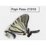 Pazala parus ssp. China, Yunnan, Xiangerila, S of Weixi county. 1M. Papi-Paza-21010.