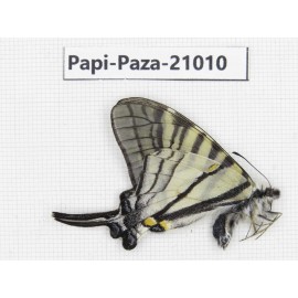 Pazala parus ssp. China, Yunnan, Xiangerila, S of Weixi county. 1M. Papi-Paza-21010.