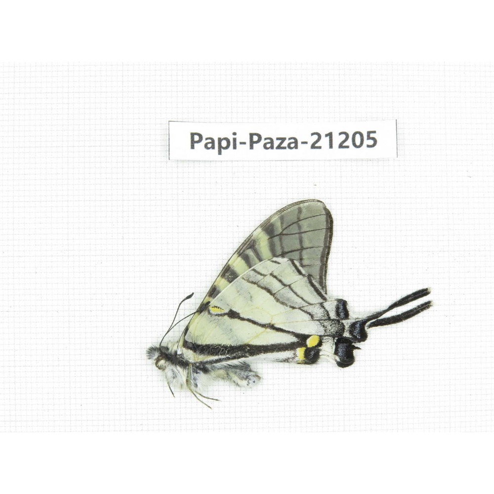 Pazala parus ssp. China, Yunnan, Xiangerila, Weixi county, N of Mt.Yunling. 1M. Papi-Paza-21205.