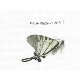 Pazala parus ssp. China, Yunnan, Xiangerila, Weixi county, N of Mt.Yunling. 1M. Papi-Paza-21205.