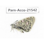 Parnassius acco rosei. China, Qinghai, Haixi, Dulan county. 1F. Parn-Acco-21542.