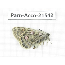 Parnassius acco rosei. China, Qinghai, Haixi, Dulan county. 1F. Parn-Acco-21542.
