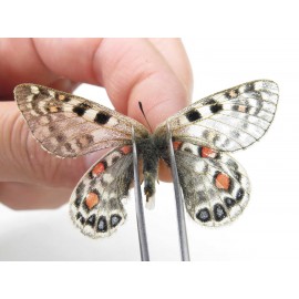 Parnassius acco rosei. China, Qinghai, Haixi, Dulan county. 1F. Parn-Acco-21542.
