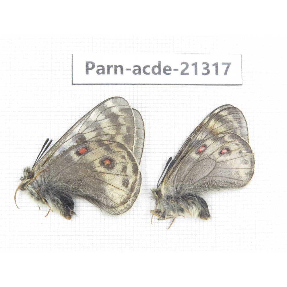 Parnassius acdestis acdestis. China, Qinghai, Guide county, Qunjia pass. 2M. Parn-acde-21317.