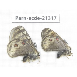 Parnassius acdestis acdestis. China, Qinghai, Guide county, Qunjia pass. 2M. Parn-acde-21317.