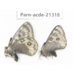 Parnassius acdestis acdestis. China, Qinghai, Guide county, Qunjia pass. 2M. Parn-acde-21318.