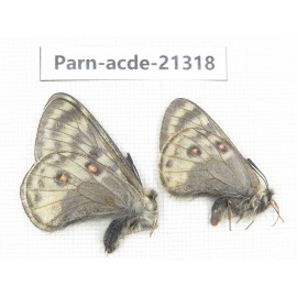 Parnassius acdestis acdestis. China, Qinghai, Guide county, Qunjia pass. 2M. Parn-acde-21318.