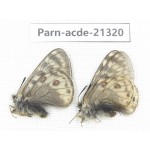 Parnassius acdestis acdestis. China, Qinghai, Guide county, Qunjia pass. 2M. Parn-acde-21320.