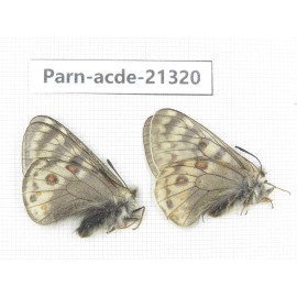 Parnassius acdestis acdestis. China, Qinghai, Guide county, Qunjia pass. 2M. Parn-acde-21320.