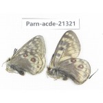 Parnassius acdestis acdestis. China, Qinghai, Guide county, Qunjia pass. 2M. Parn-acde-21321.