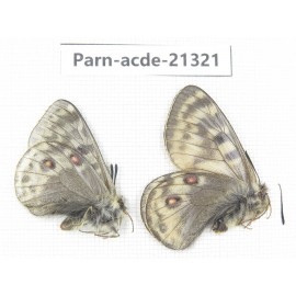 Parnassius acdestis acdestis. China, Qinghai, Guide county, Qunjia pass. 2M. Parn-acde-21321.