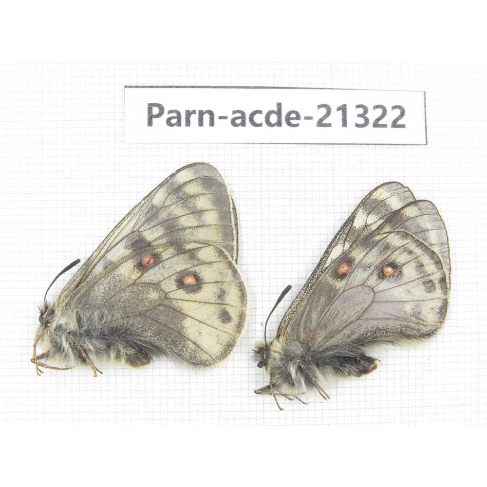 Parnassius acdestis acdestis. China, Qinghai, Guide county, Qunjia pass. 2M. Parn-acde-21322.