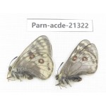 Parnassius acdestis acdestis. China, Qinghai, Guide county, Qunjia pass. 2M. Parn-acde-21322.