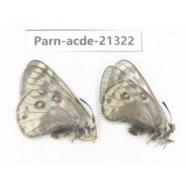 Parnassius acdestis acdestis. China, Qinghai, Guide county, Qunjia pass. 2M. Parn-acde-21322.