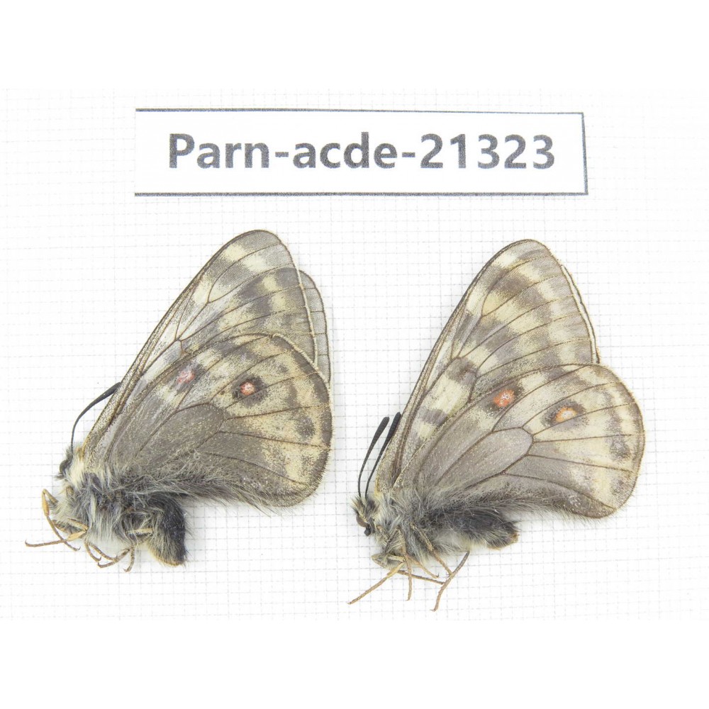 Parnassius acdestis acdestis. China, Qinghai, Guide county, Qunjia pass. 2M. Parn-acde-21323.