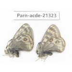Parnassius acdestis acdestis. China, Qinghai, Guide county, Qunjia pass. 2M. Parn-acde-21323.