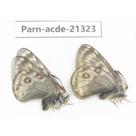 Parnassius acdestis acdestis. China, Qinghai, Guide county, Qunjia pass. 2M. Parn-acde-21323.