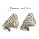 Parnassius acdestis acdestis. China, Qinghai, Guide county, Qunjia pass. 2M. Parn-acde-21324.