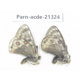 Parnassius acdestis acdestis. China, Qinghai, Guide county, Qunjia pass. 2M. Parn-acde-21324.