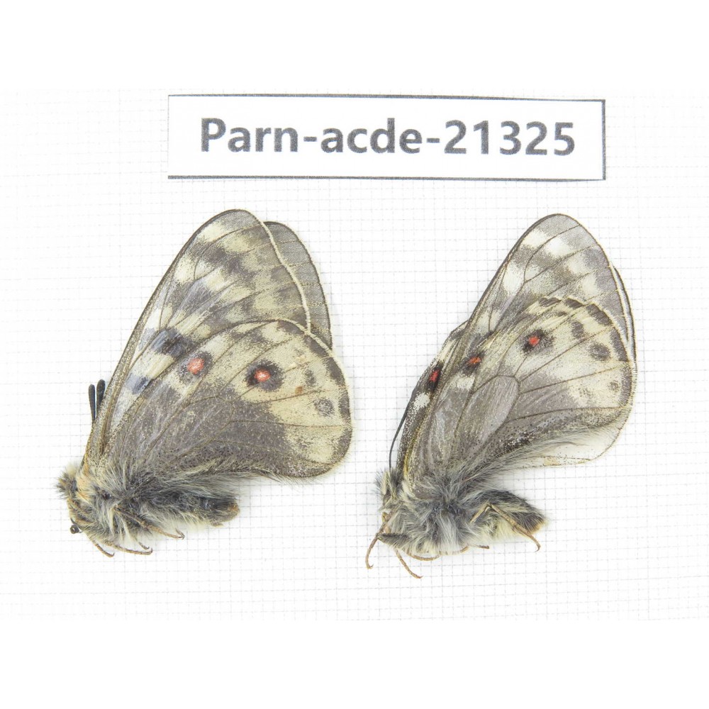 Parnassius acdestis acdestis. China, Qinghai, Guide county, Qunjia pass. 2M. Parn-acde-21325.